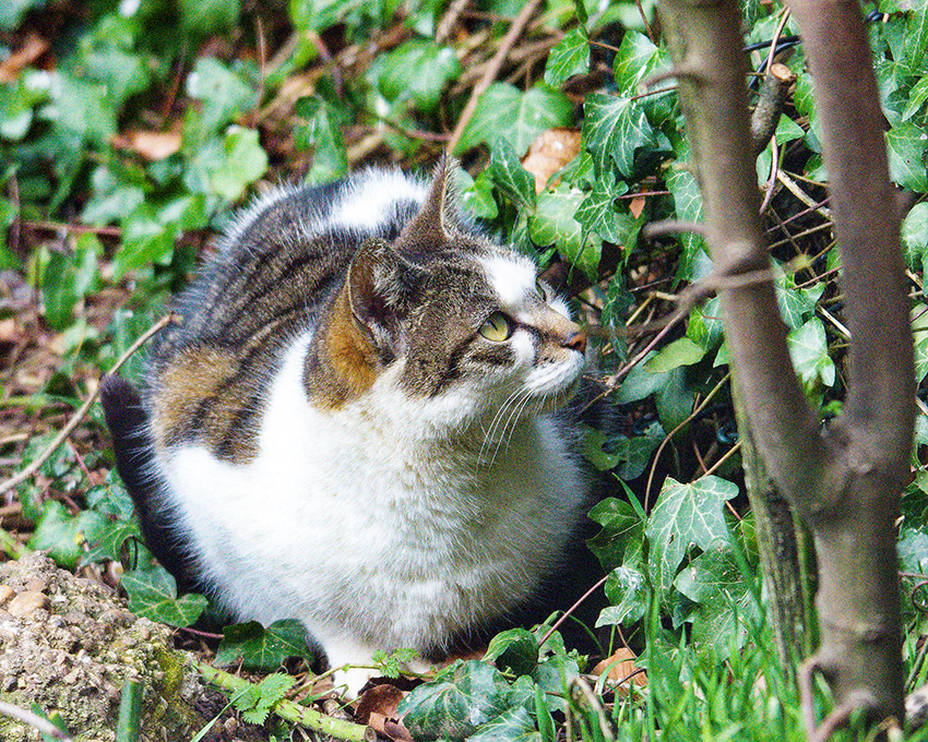 26-02-23 - Ray the Stray.