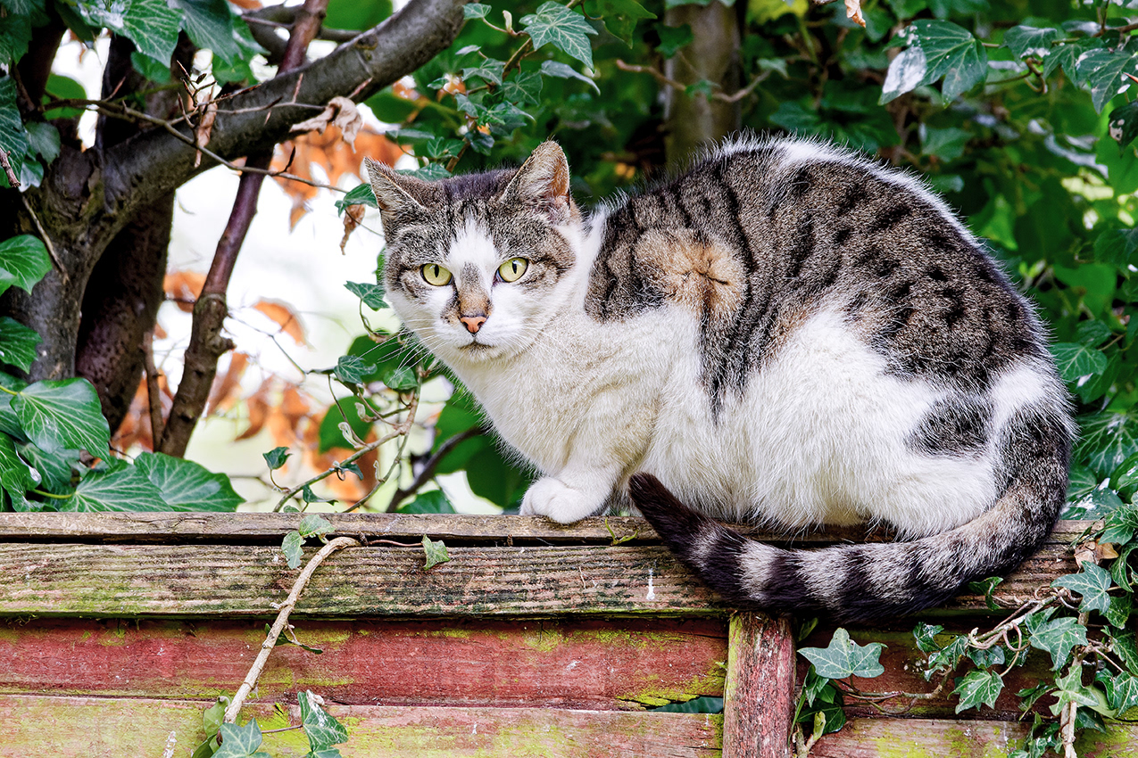 26-04-23 - Nev-a-like.