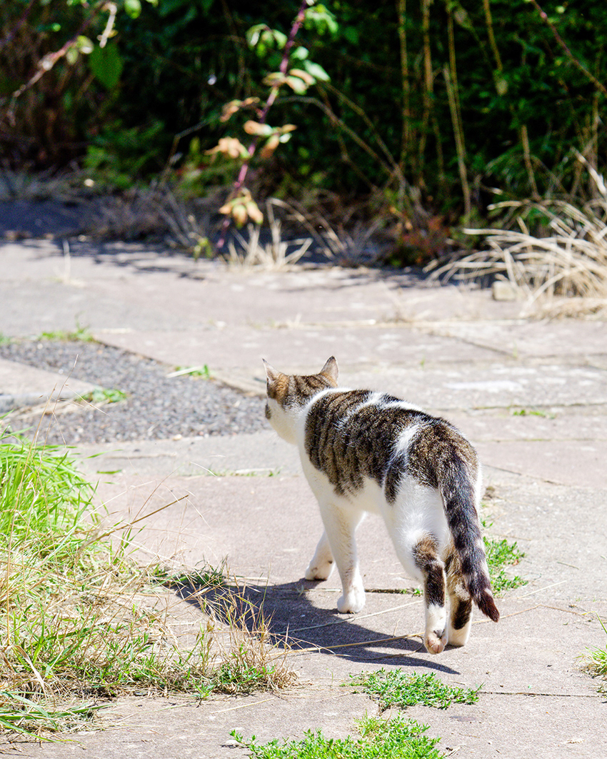 09-08-23 - Nev-a-like.