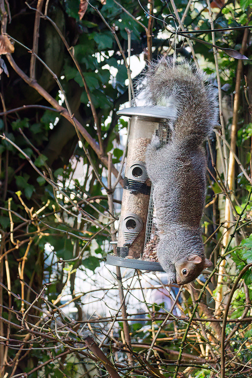 07-01-23 - Squirrel.