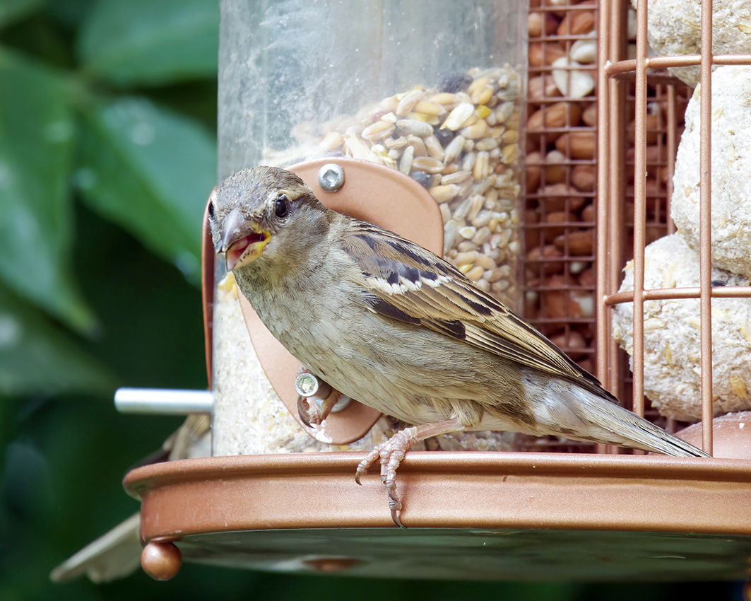 17-06-23 - Baby Sparrow.