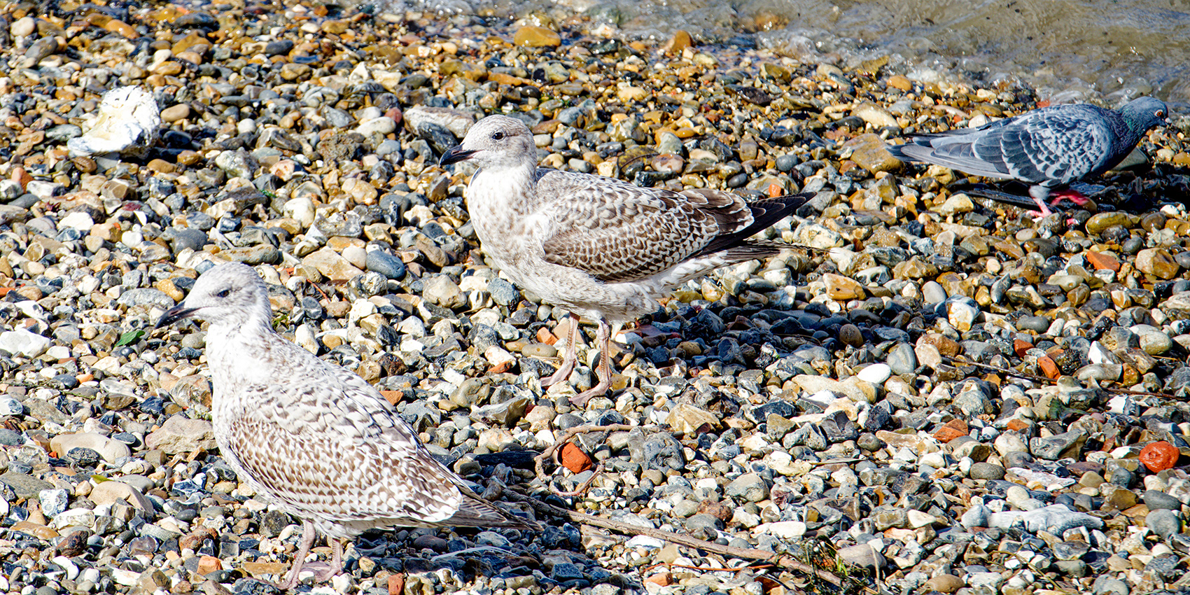 24-09-23 - Camouflage.