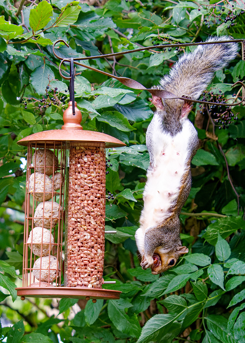 18-09-23 - Squirrel.