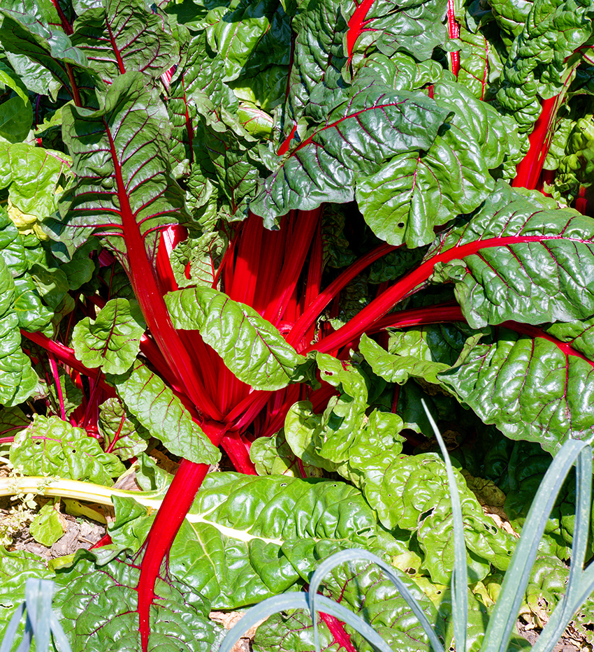 08-09-23 - Rhubarb.