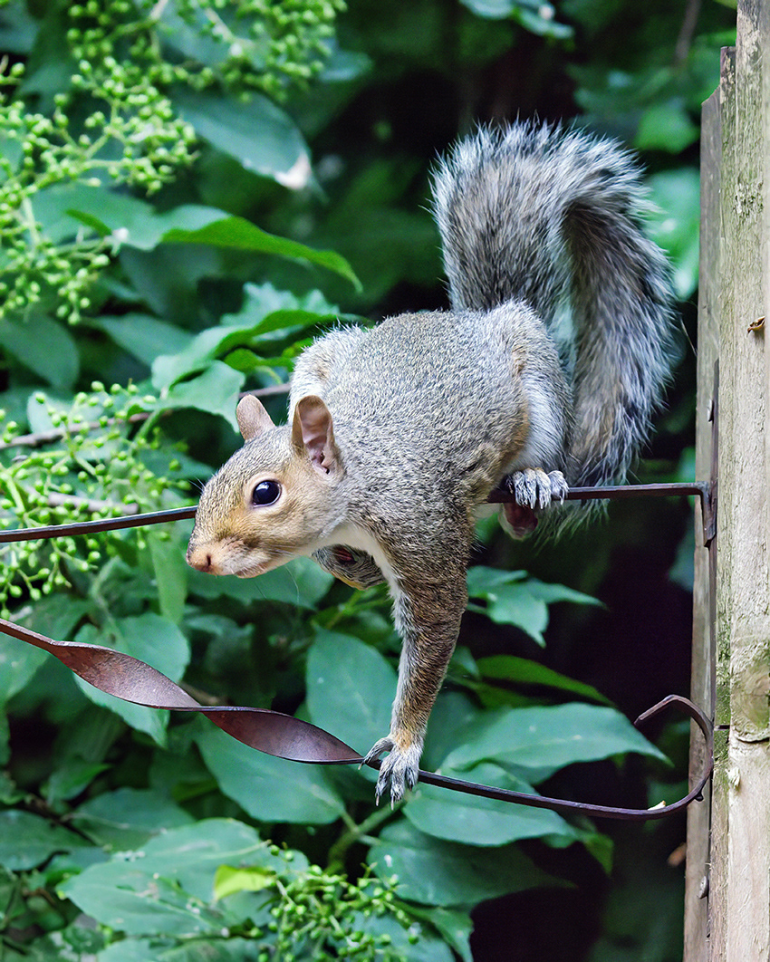 21-07-23 - Squirrel.