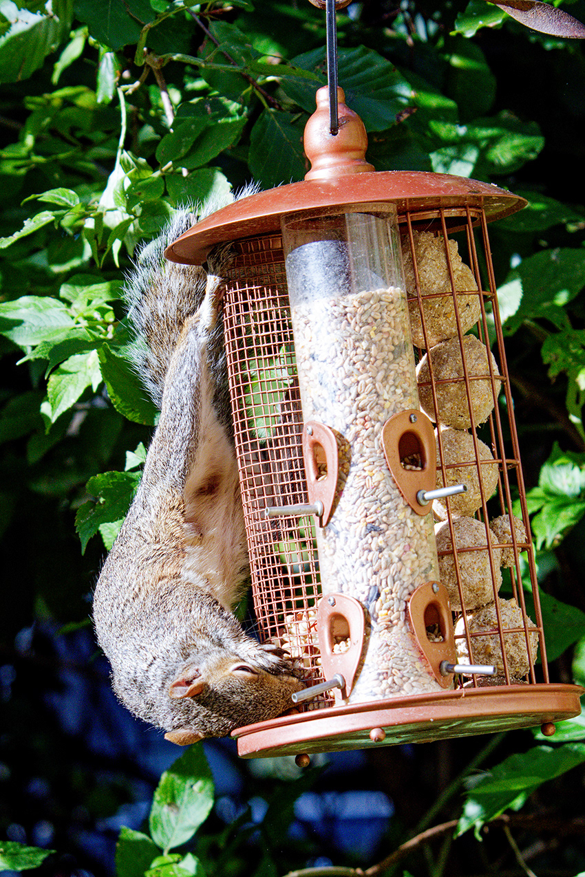 22-10-23 - Squirrel.