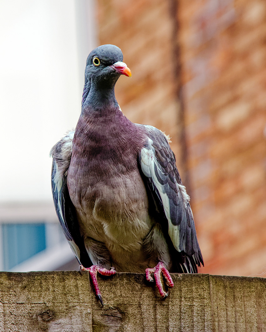 07-09-23 - Pigeon.
