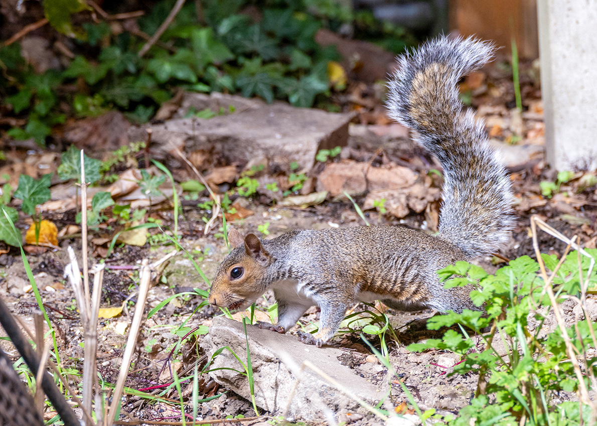 19-09-26 - Squirrel.