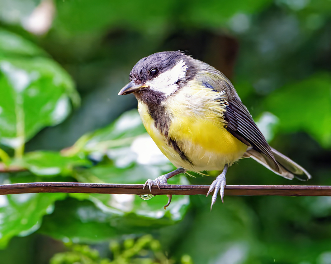 22-07-23 - Great Tit.