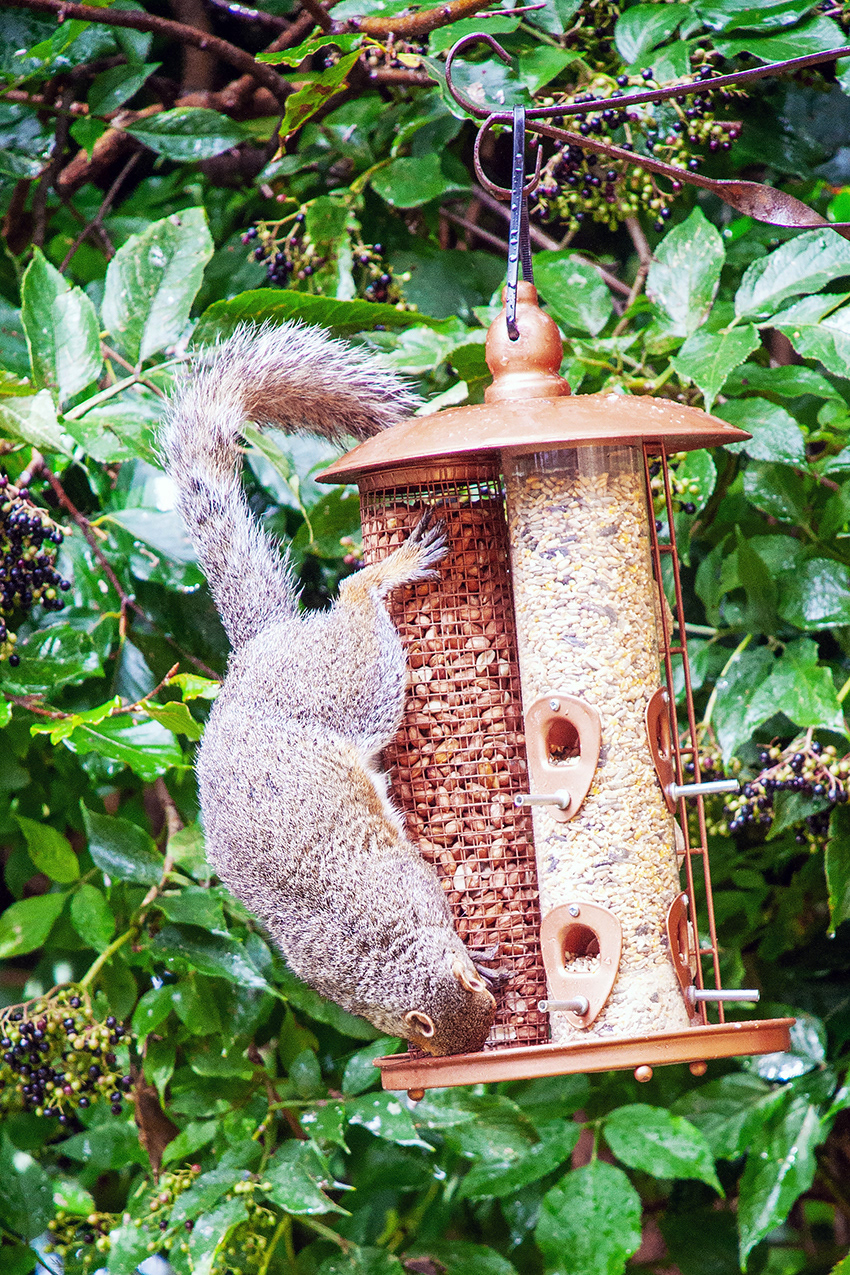 25-08-23 - Squirrel.