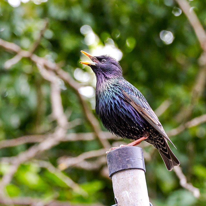 Photo 365. 05-05-26 - Starling.