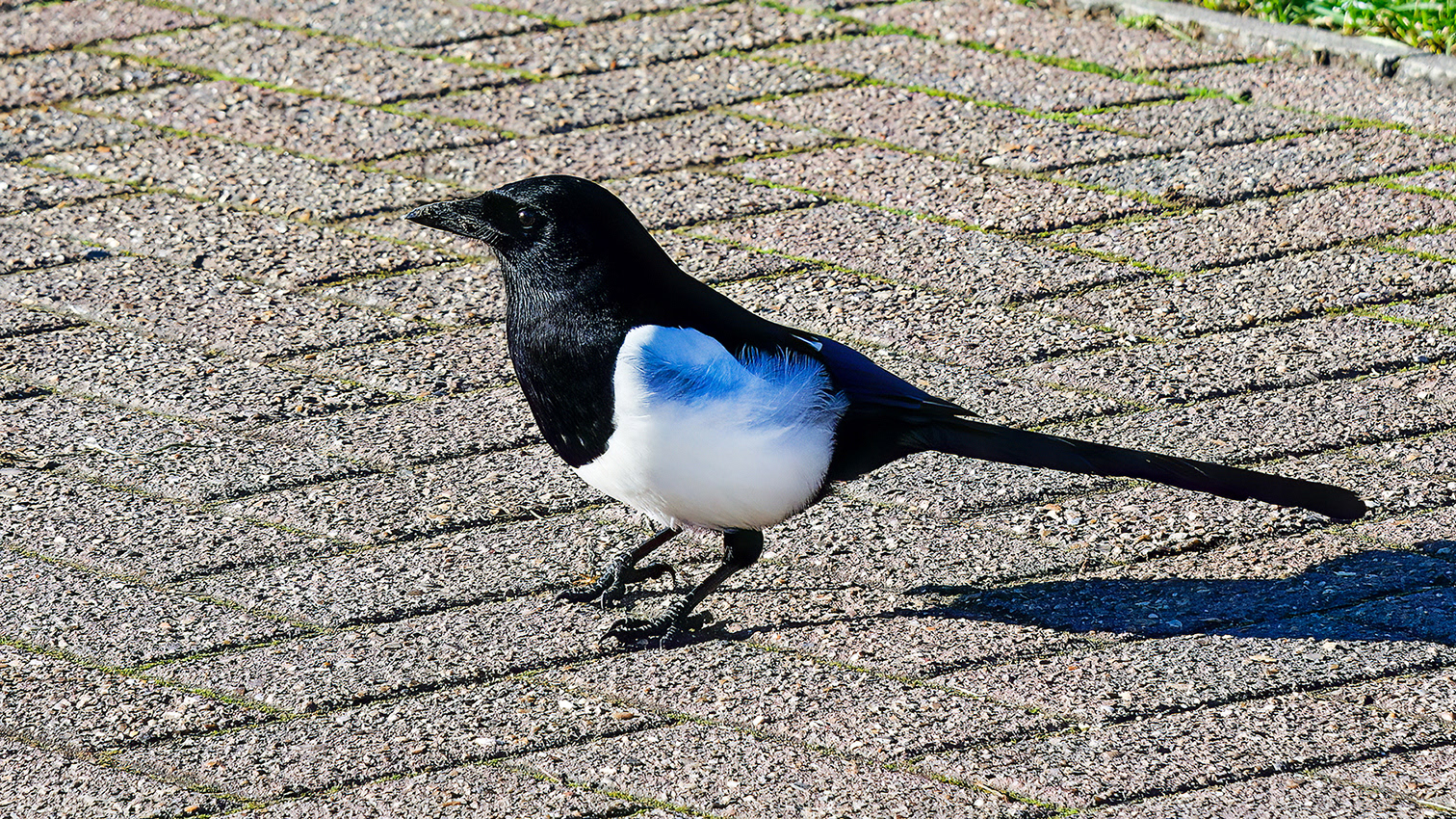 20-01-23 - Magpie.