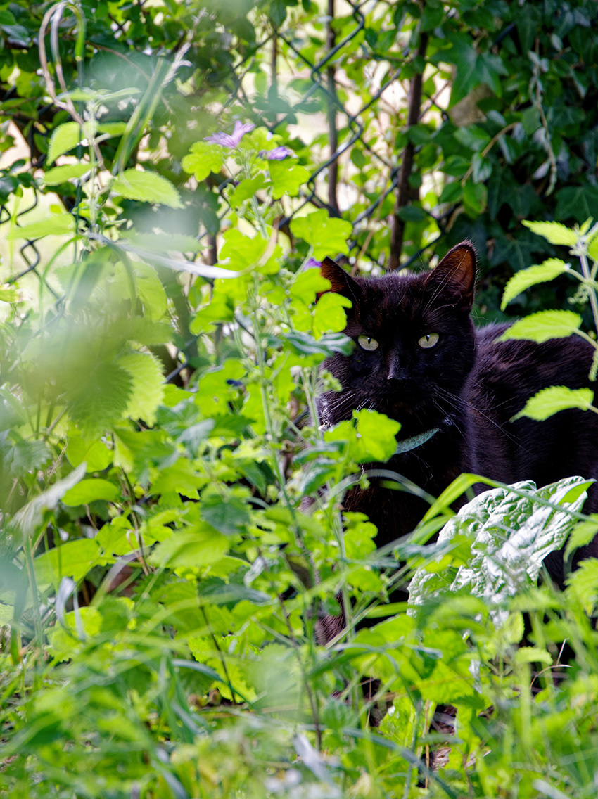 06-08-23 - Black Cat.