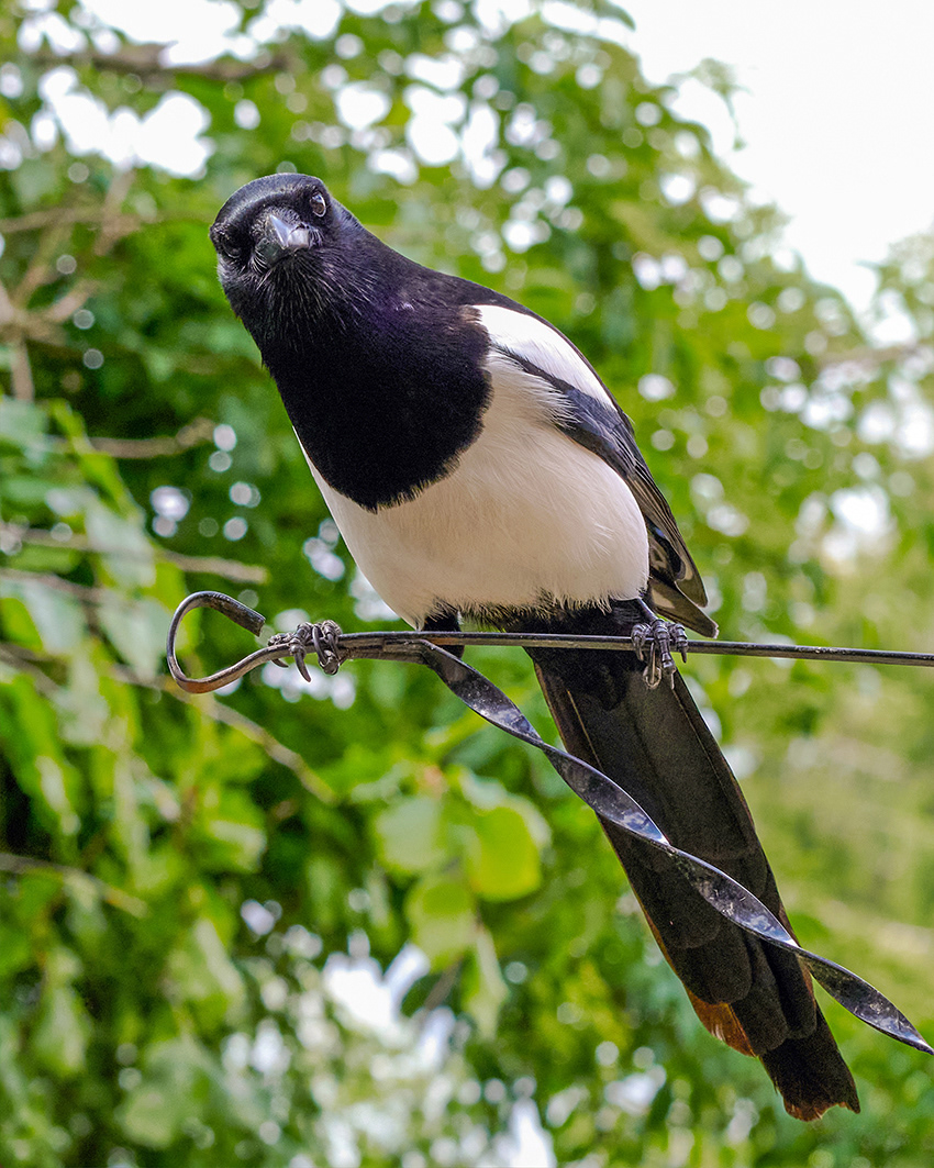 11-05-26 - Magpie.