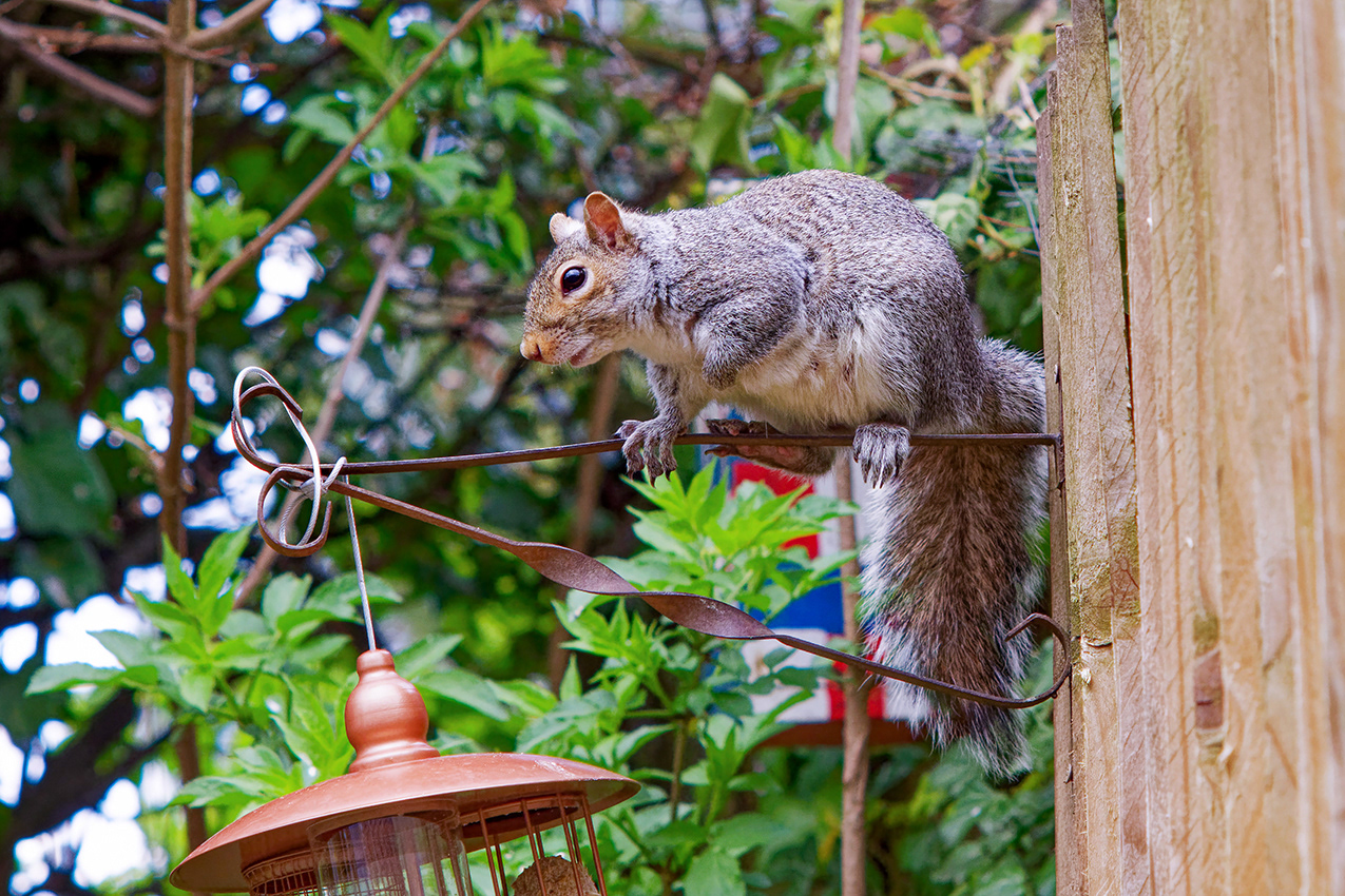 23-04-23 - Z7+Dumb adapter+40 yr. old Olympus Zuiko f.3.5 135mm..