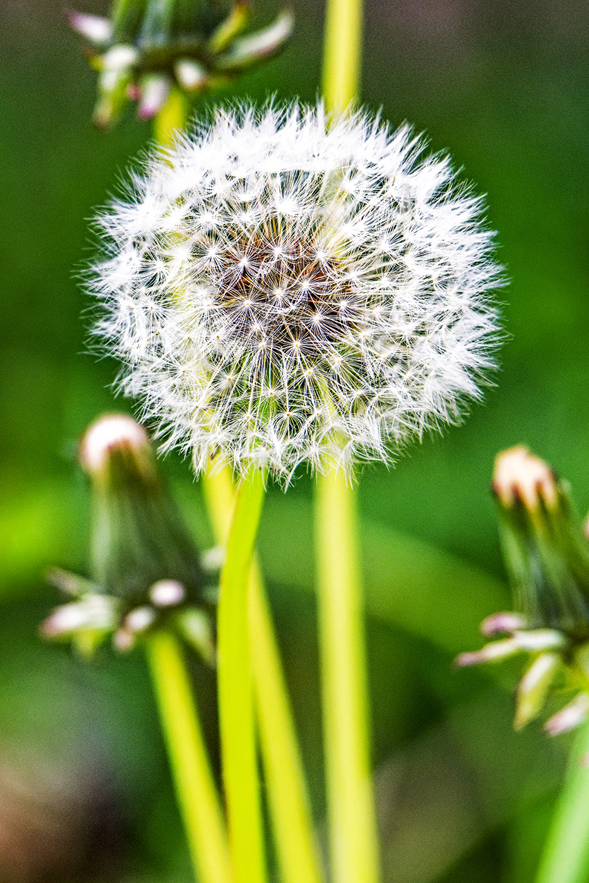 14-05-23 - Dandelion.