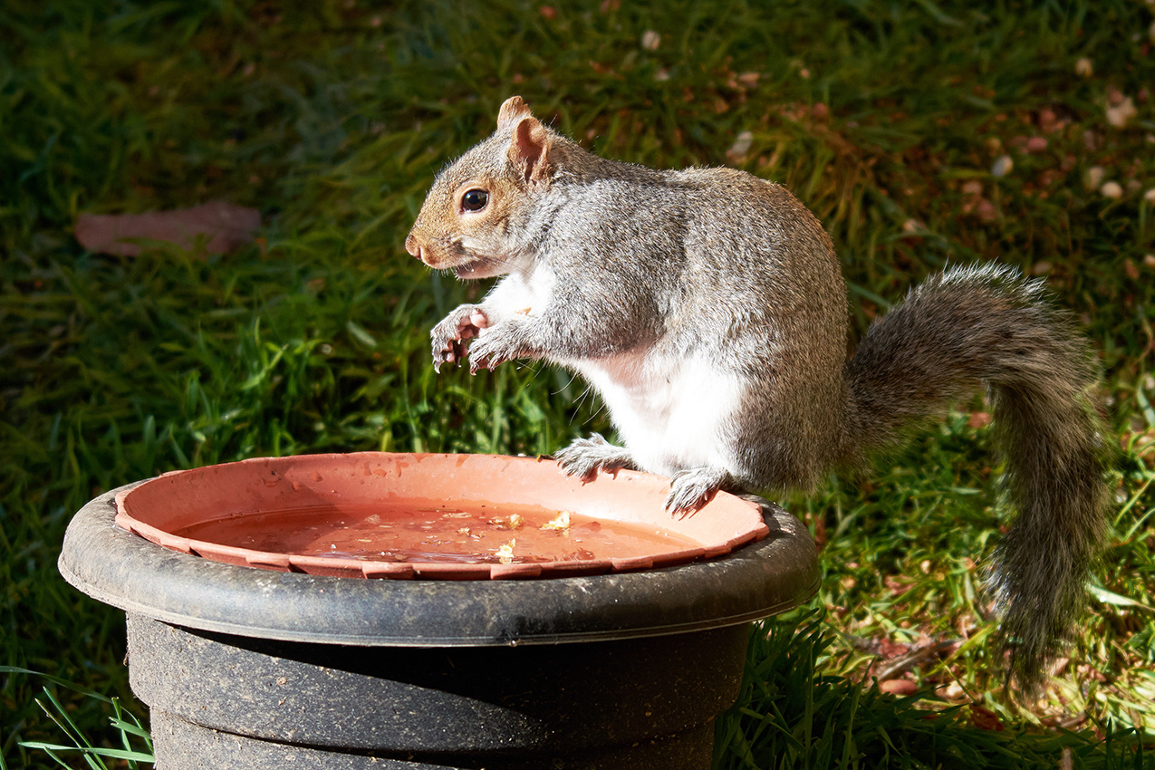 24-02-23 - Squirrel.