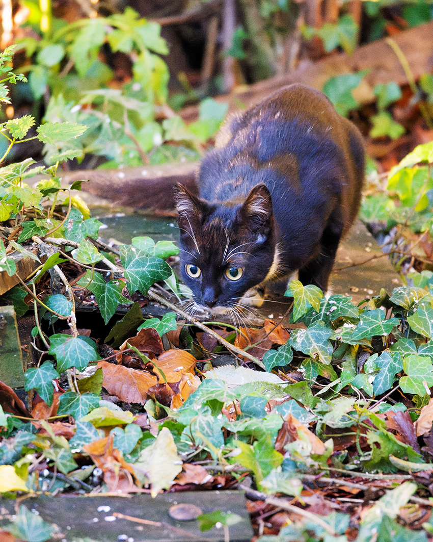 11-12-23 - A lady called 'Dave.'