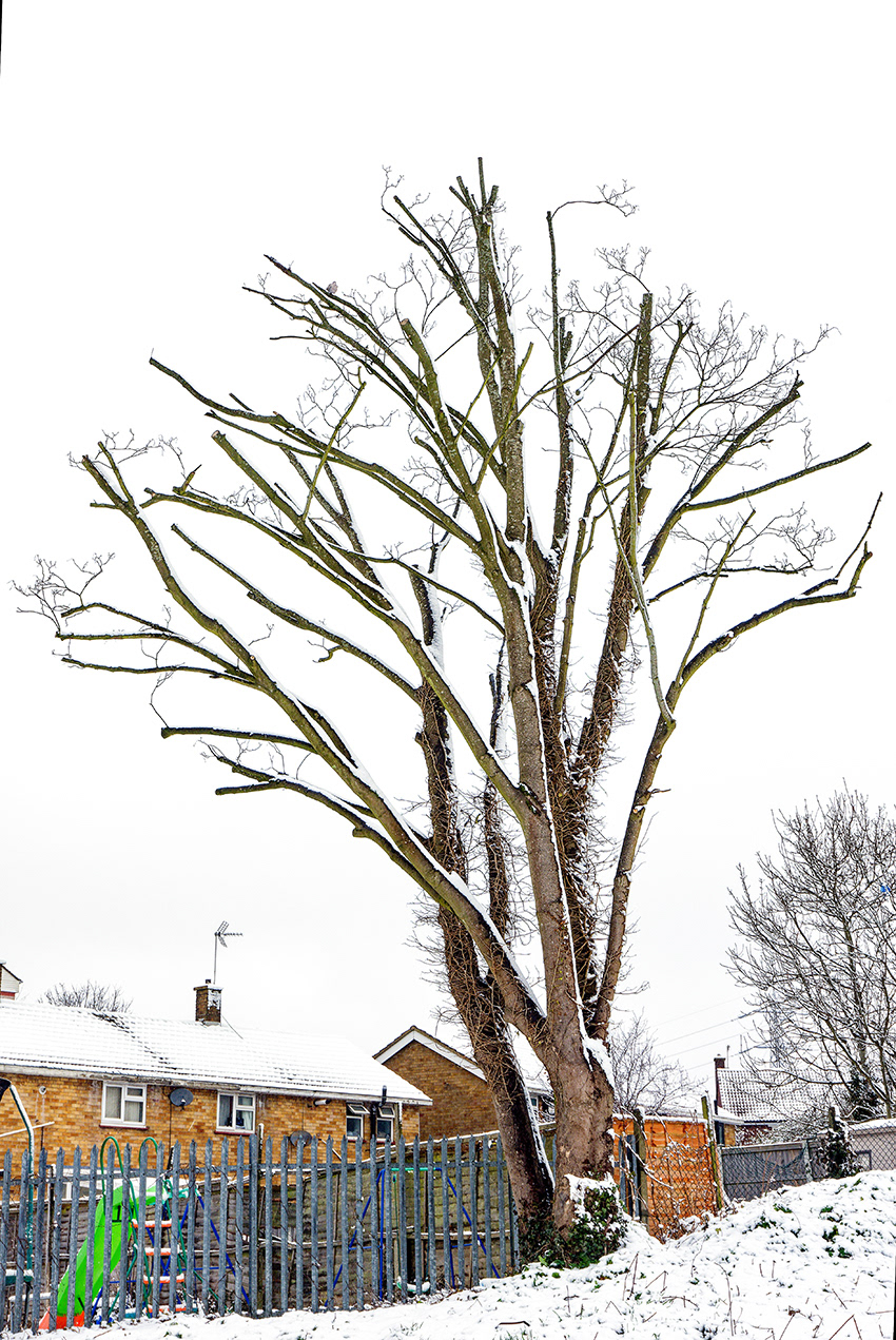 08-03-23 - Snow.