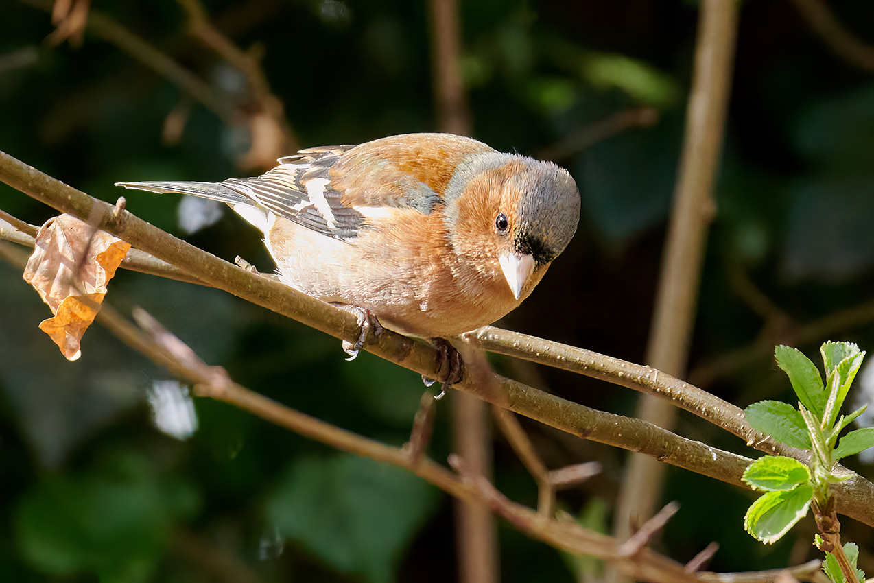 14-03-23 Chaffinch.