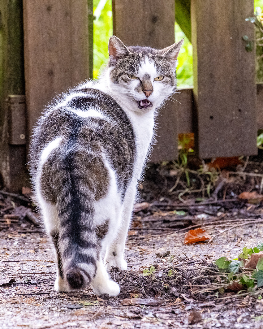 20-02-26 - Ray the Stray.