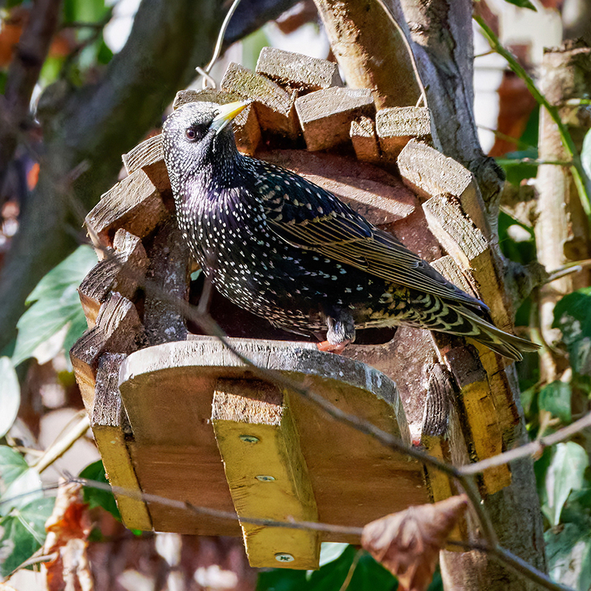 04-02-23 - Starling.
