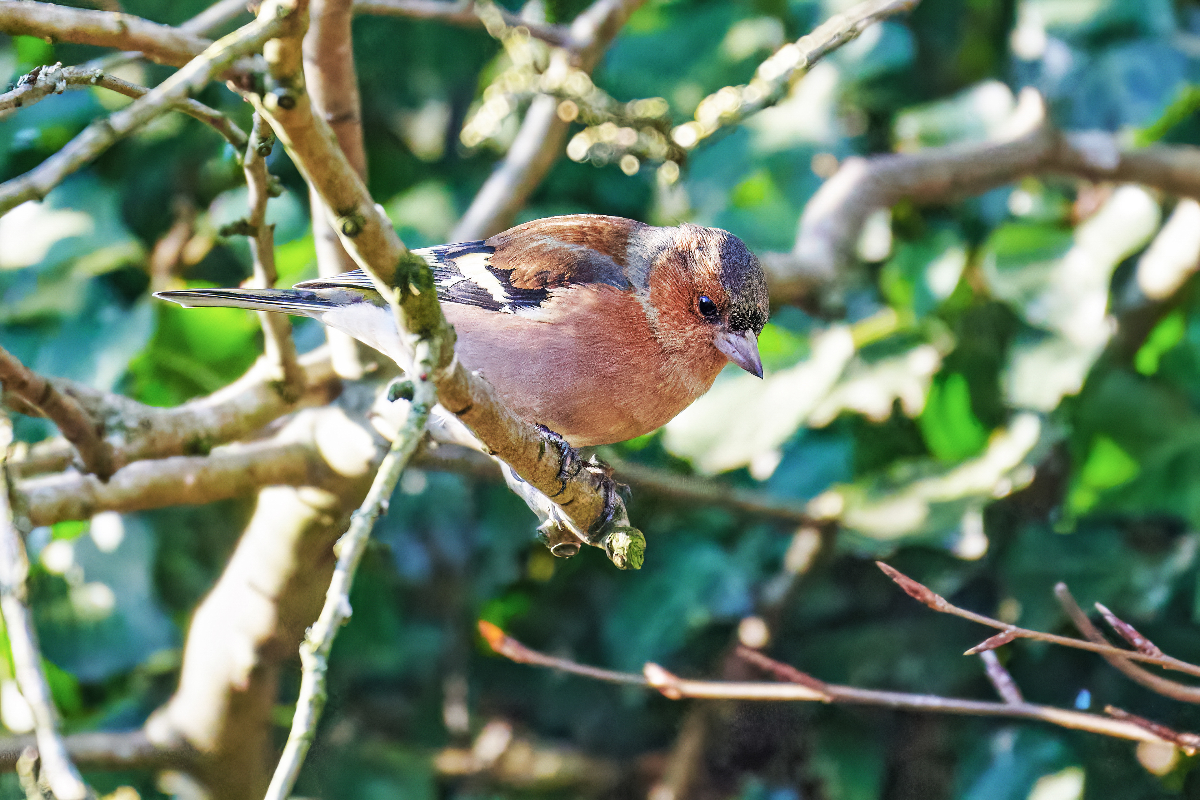 08-02-23 - Chaffinch.