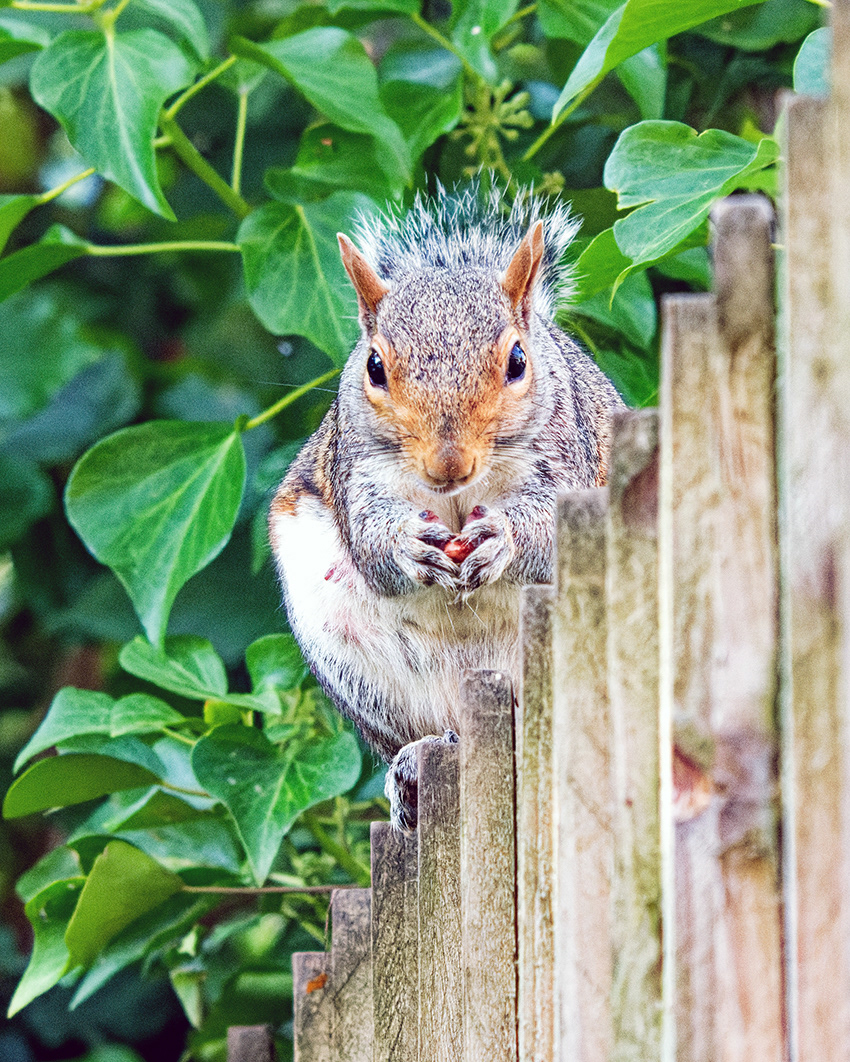 02-09-23 - Squirrel.