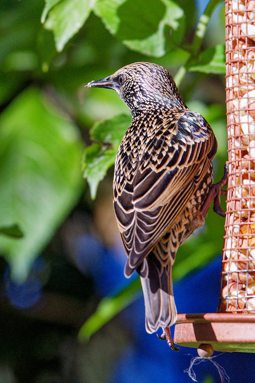 14-10-23 - Starling.