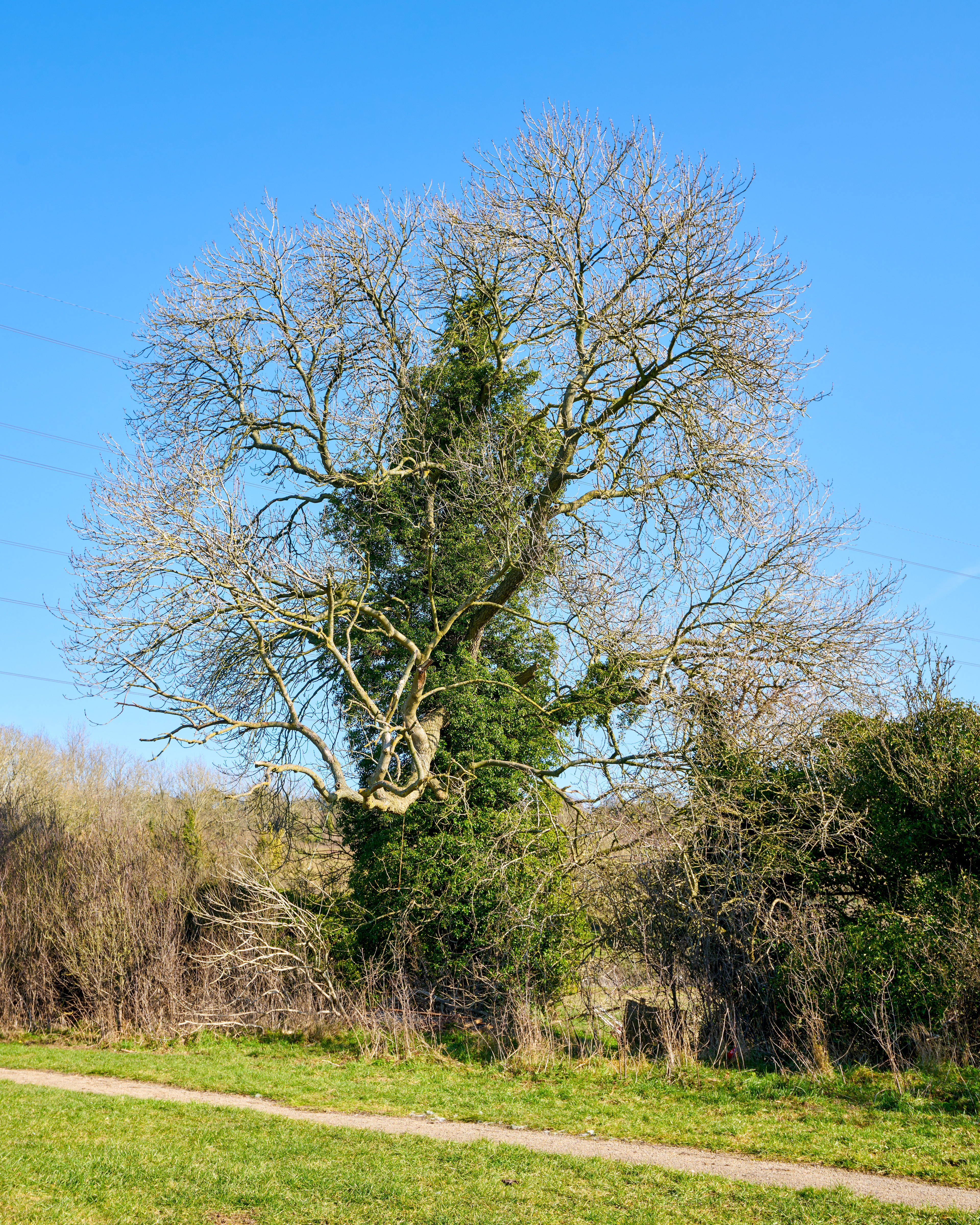 14-02-23 - The Tree.