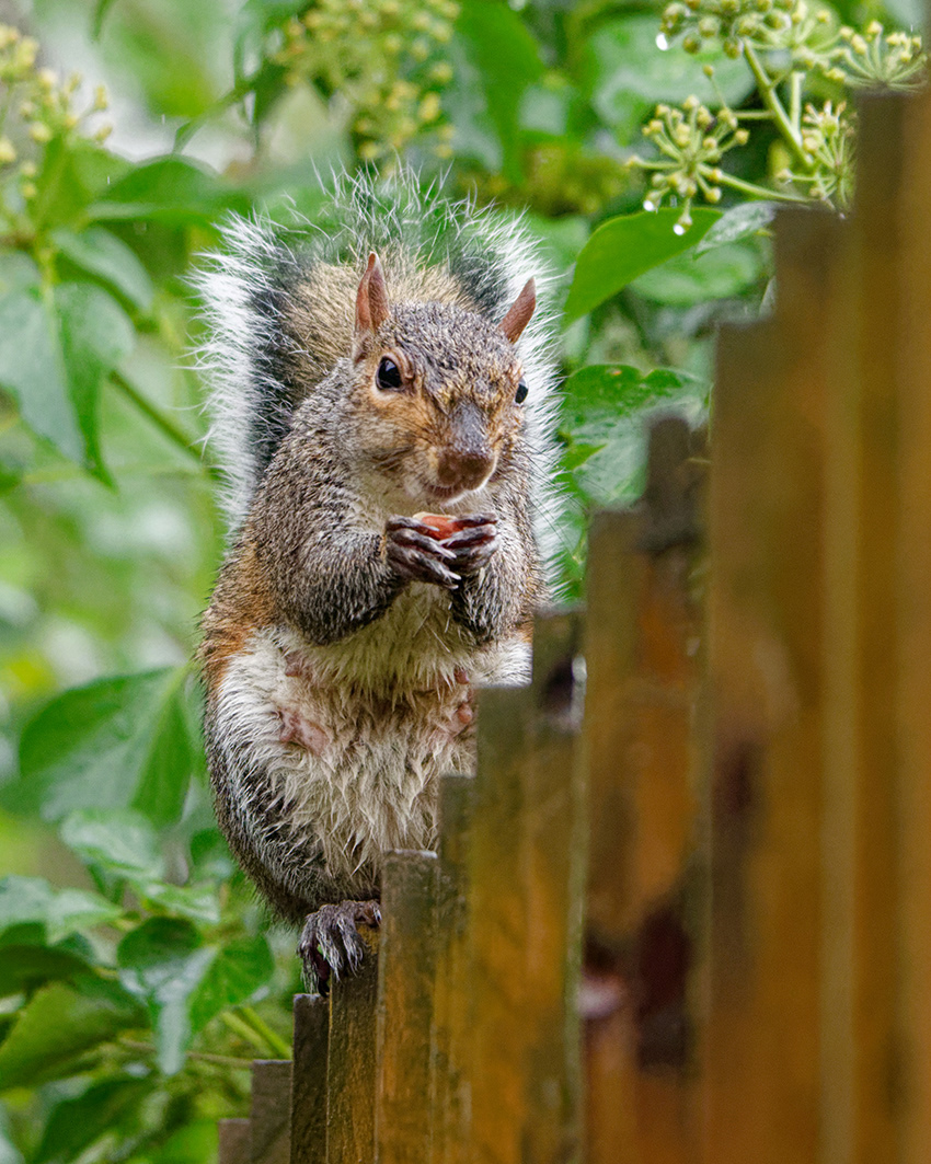 13-10-23 - Peanuts in the rain.