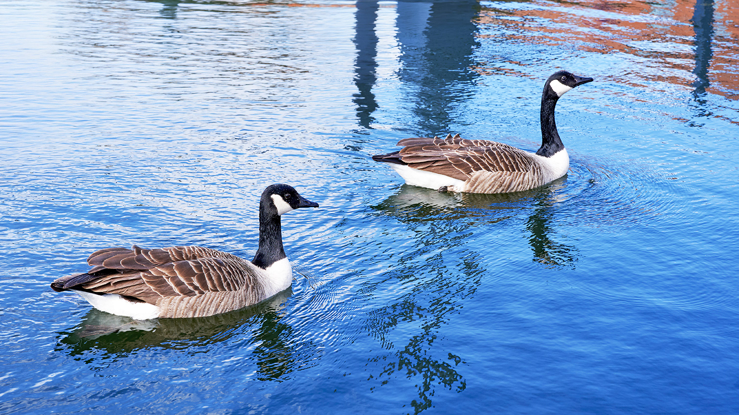 24-03-26 - Geese.
