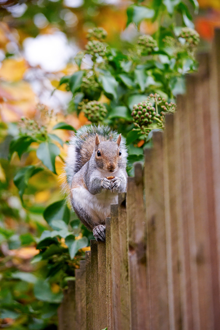 16-11-23 - Squirrel.