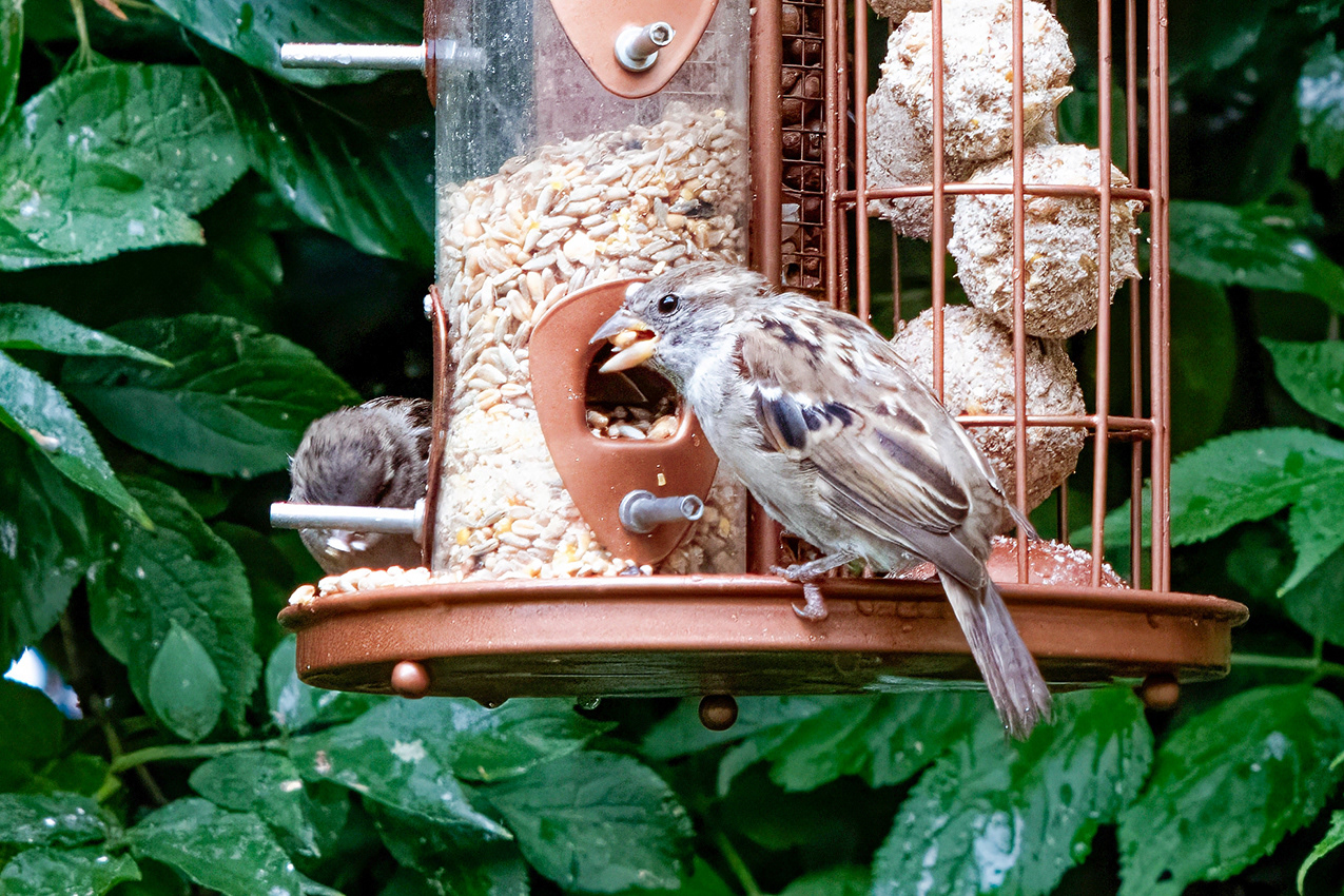 02-08-23 - Sparrow (Z7 with Olympus 135mm. on adaptor).