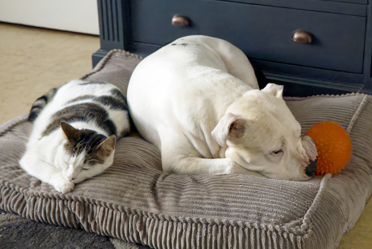 18-03-23 - Like cat and dog.