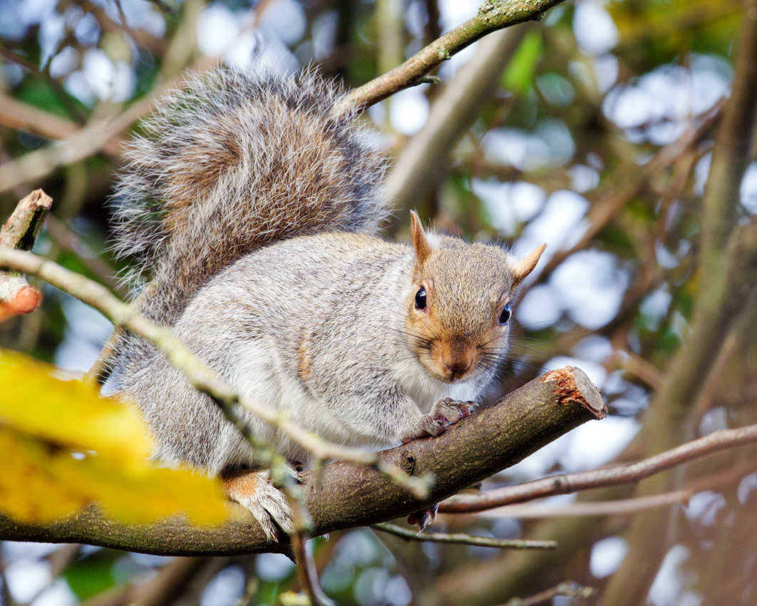 11-11-23 - Squirrel.