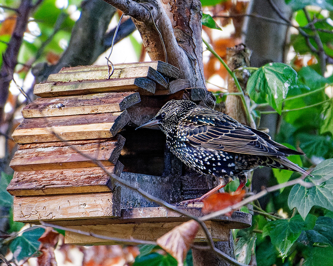 09-01-23 - Starling.