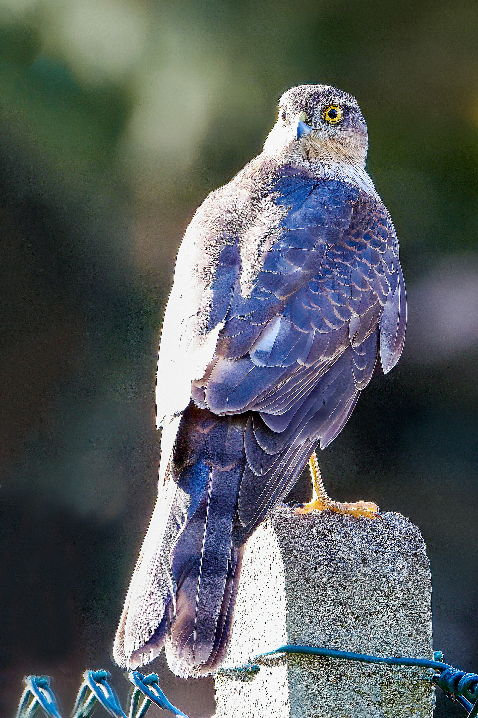 18-02-23 - Sparrowhawk.