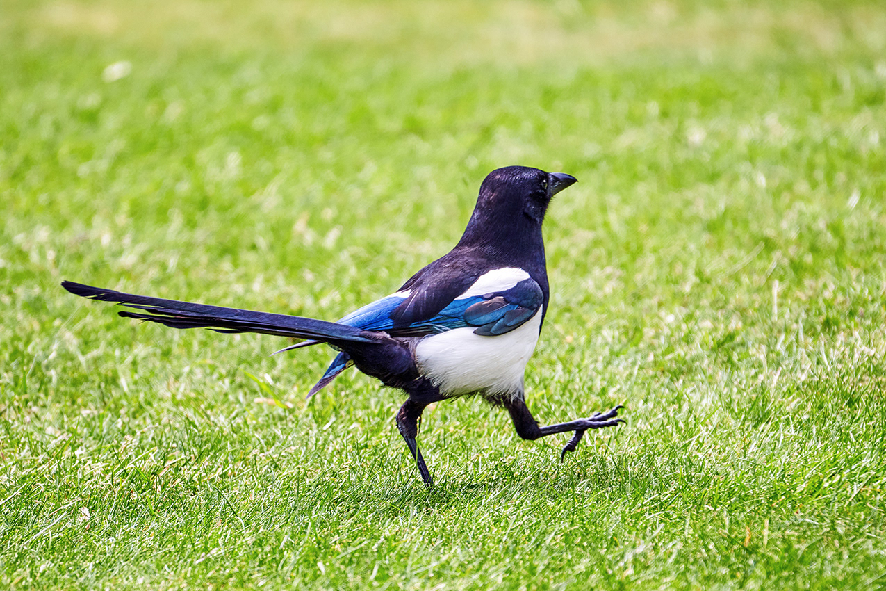 23-05-23 - Magpie.