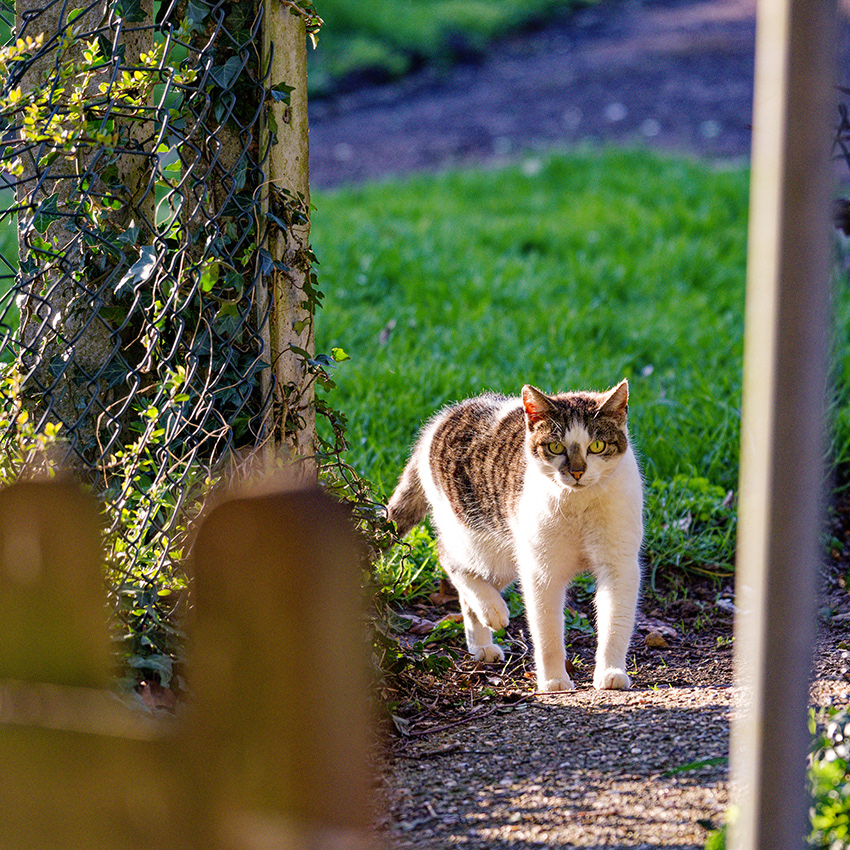 03-04-23 - Nev-a-like.