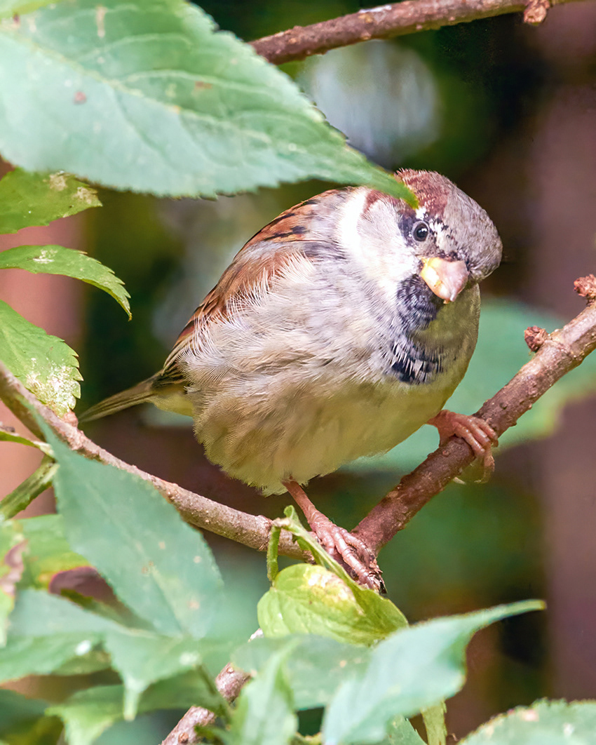 20-10-23 - Sparrow.