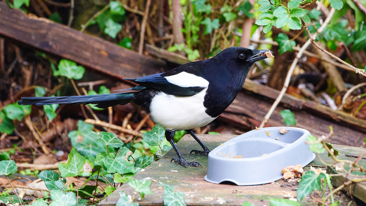 01-04-23 Magpie.