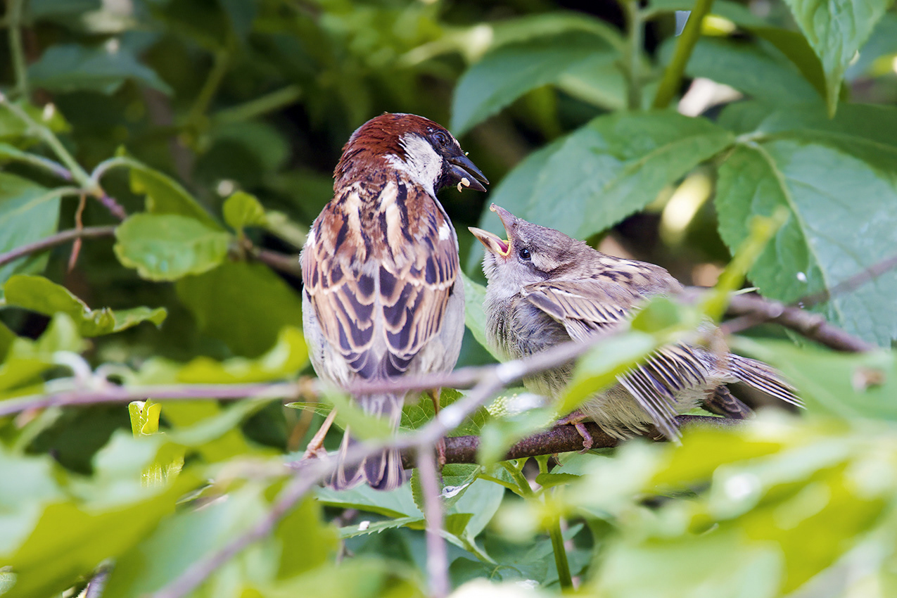 21-05-23 - Feeding time.