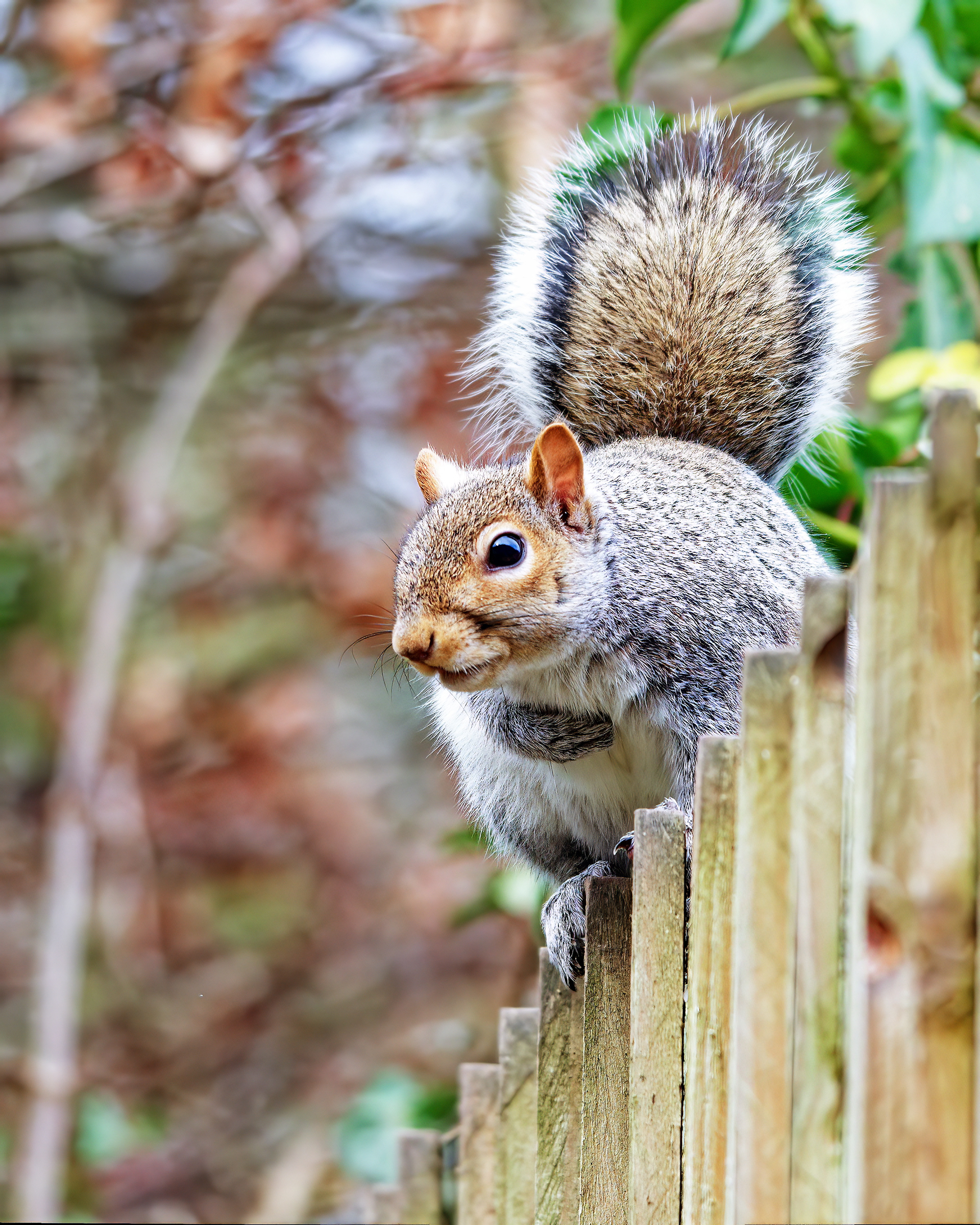 04-03-23 - Squirrel.