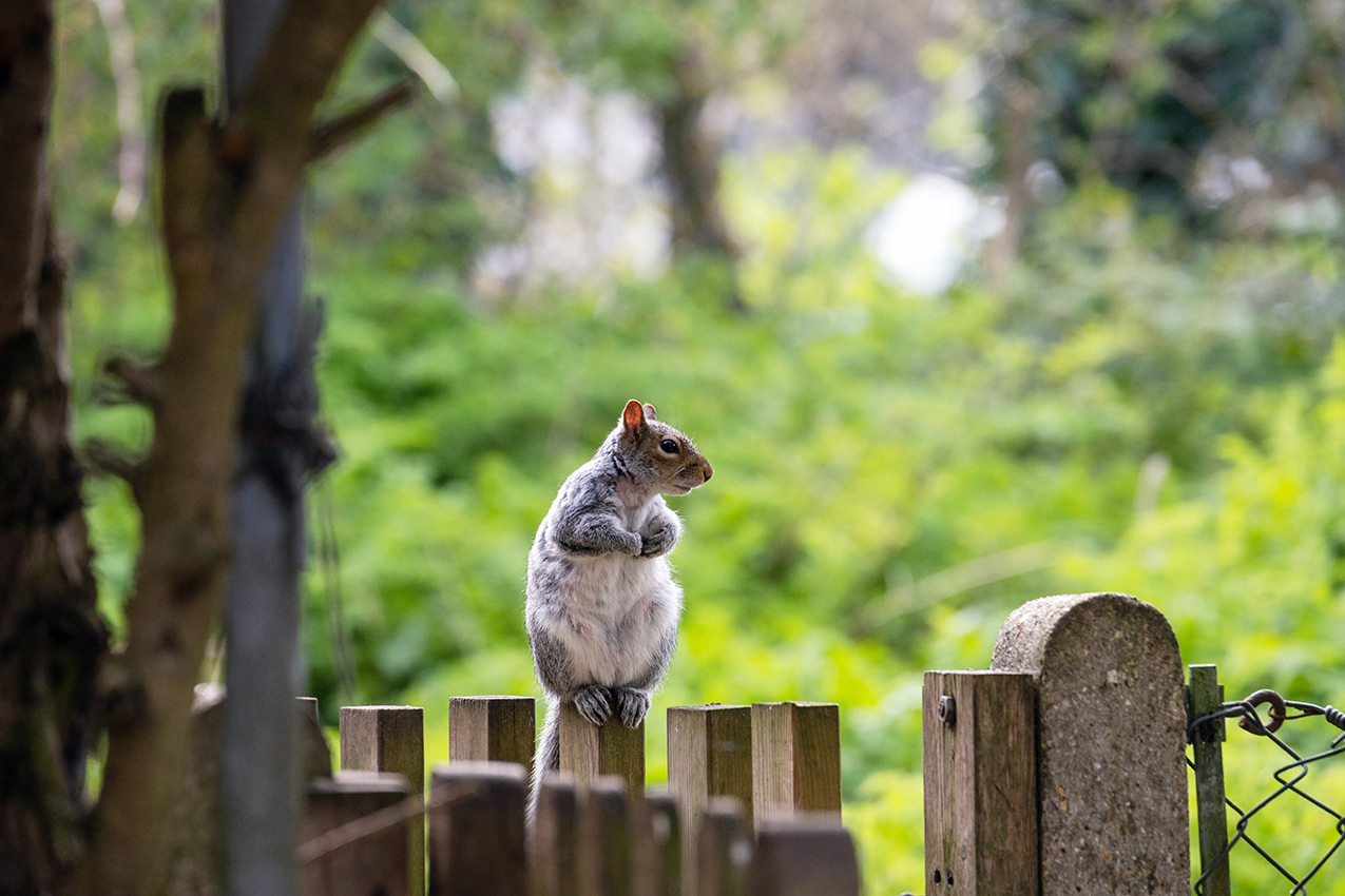 09-04-23 - Squirrel.