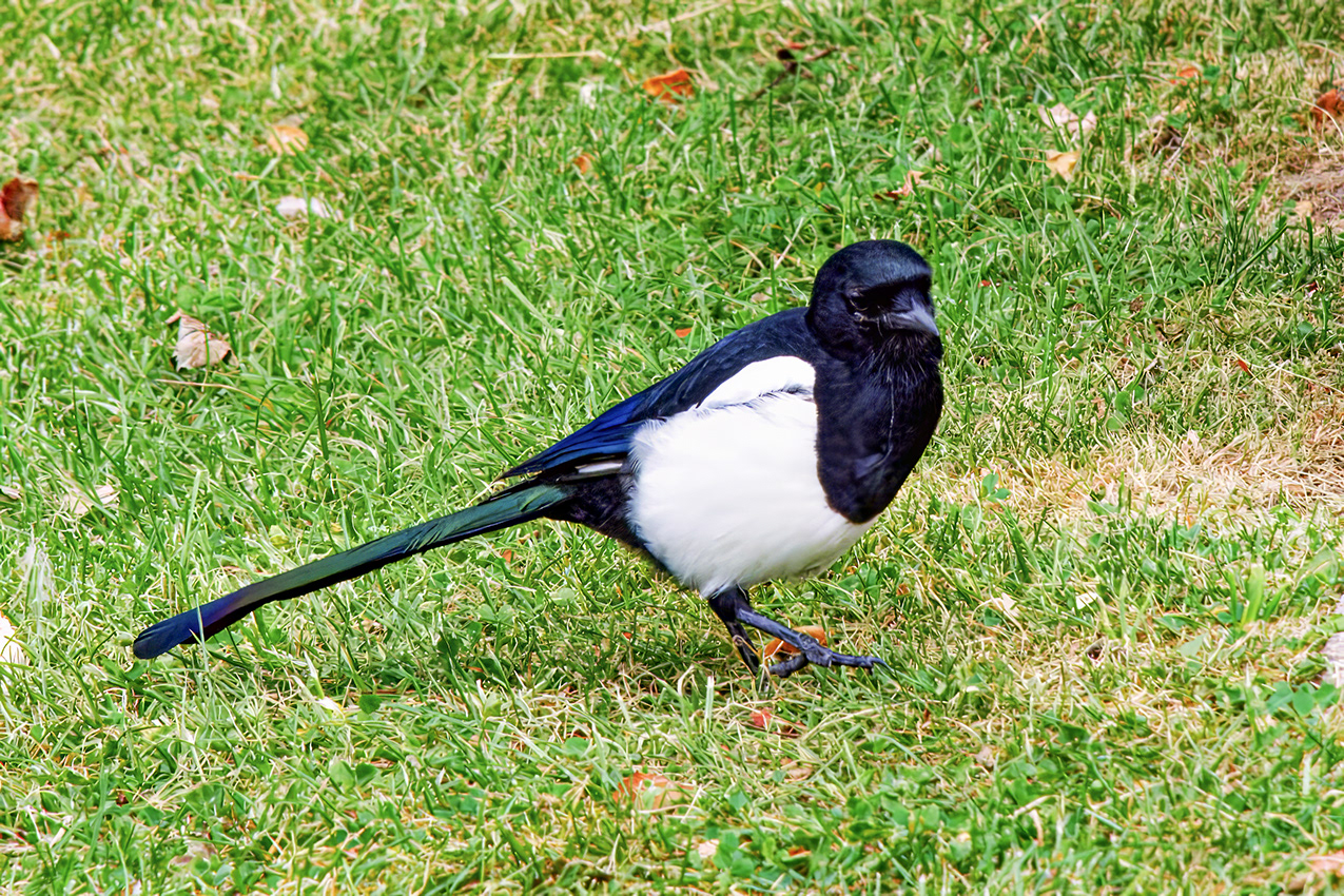 11-09-23 - Magpie.