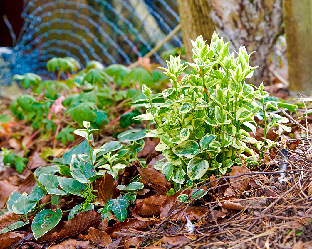 01-03-23 - Plant.