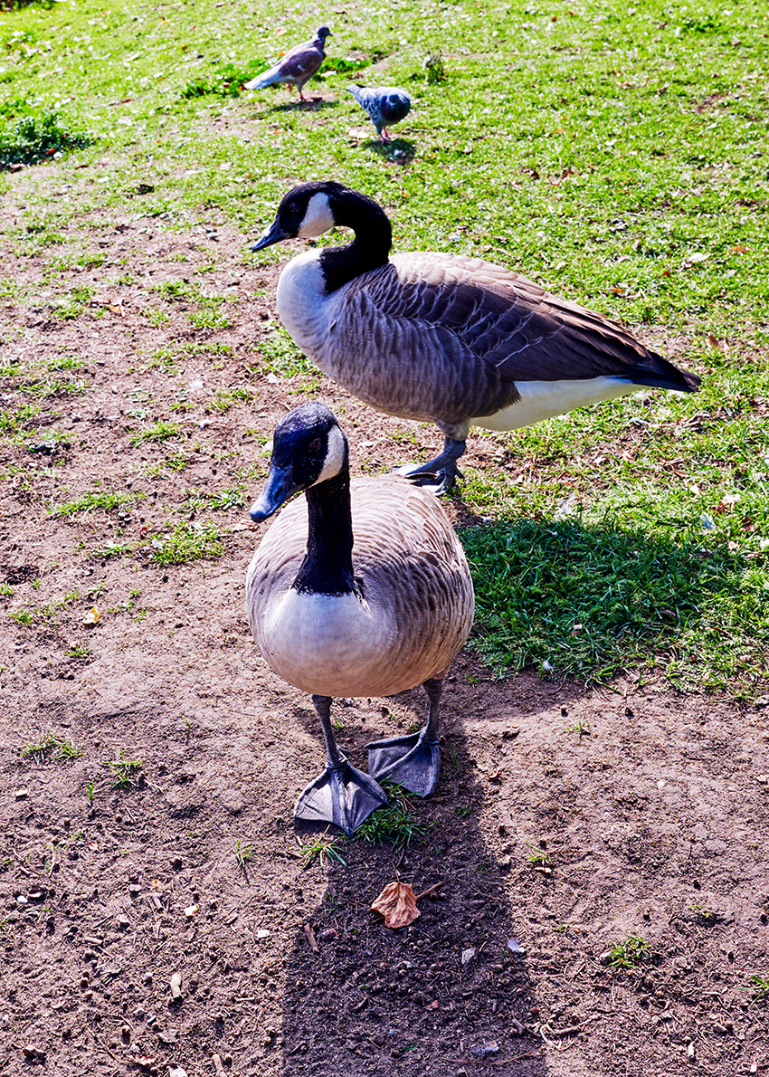 01-10-26 - Geese.