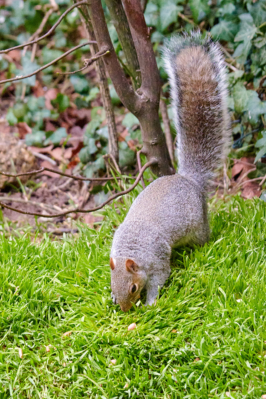 01-01-23 - Squirrel.