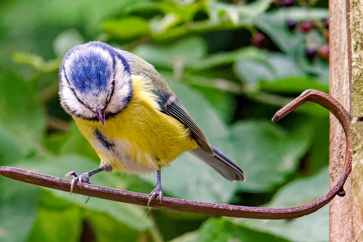 14-09-23 - Bluetit.